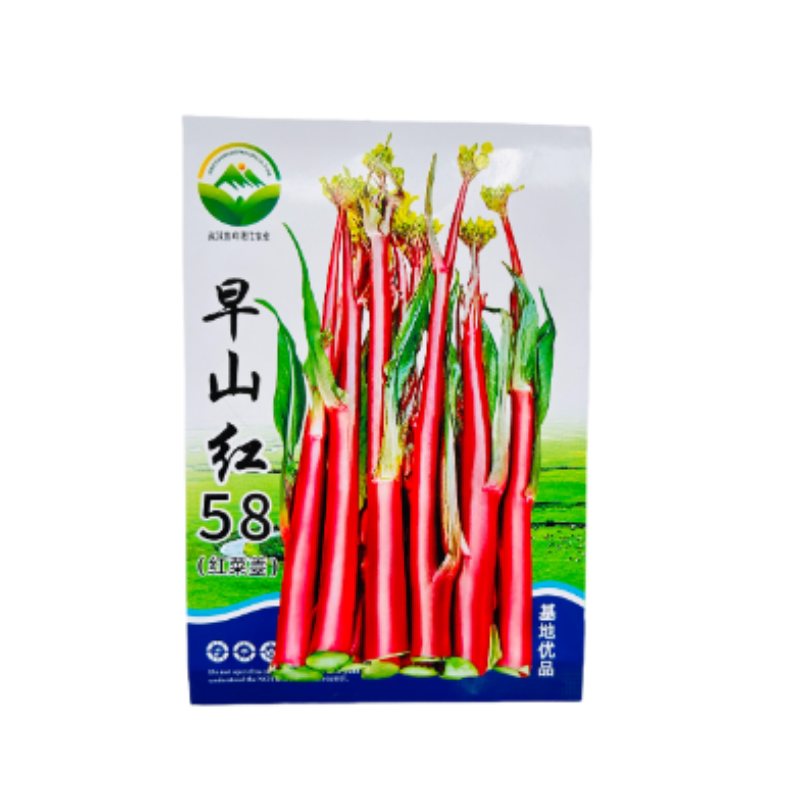 正宗武汉洪山菜苔种籽早熟秋冬菜籽菜种红菜苔种子湖北紫菜苔种籽