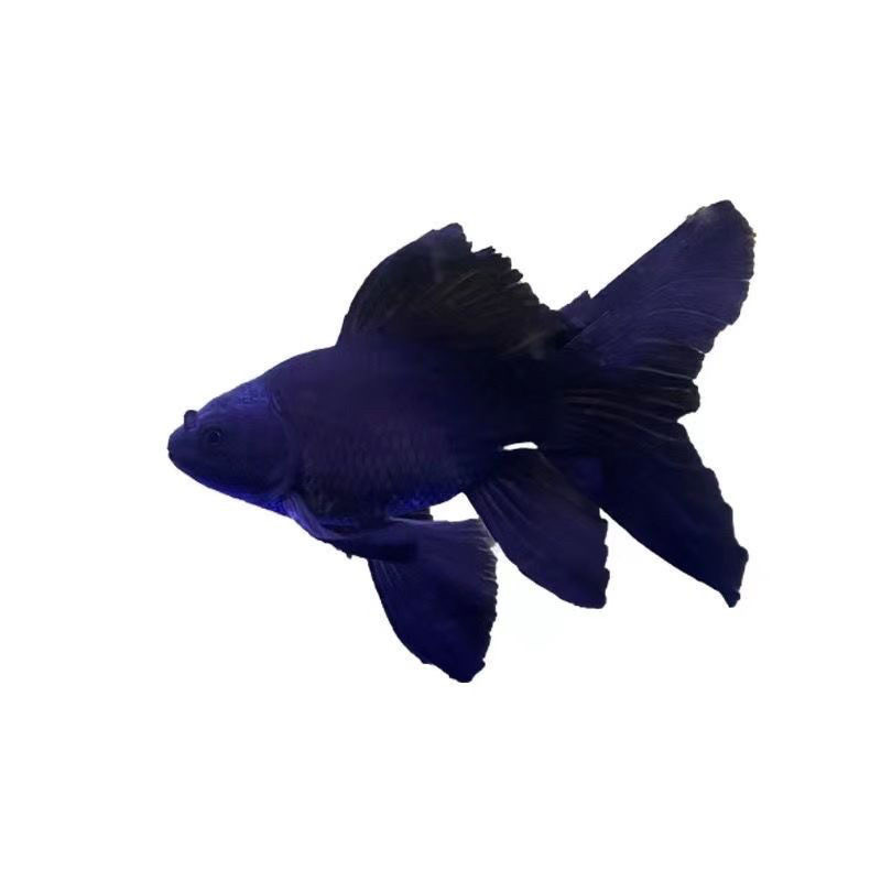 蝴蝶鲤观赏鱼活体冷水淡水鱼好养耐活纯种短身球体大鳍大尾活鱼苗