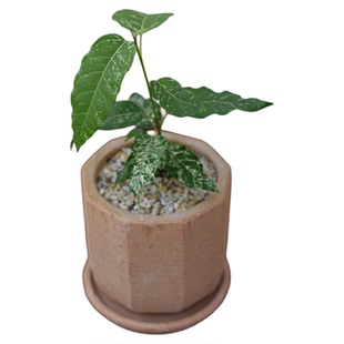 PHYSIS马赛克丛林中的薄荷榕斑叶霹雳室内外耐热木本植物爬藤ins