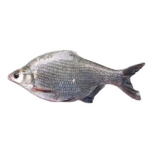 鳊苗武鱼苗边苗鳊鱼杂鱼鱼苗鱼昌三角三角鲂鱼交扁团头鲂养殖淡水