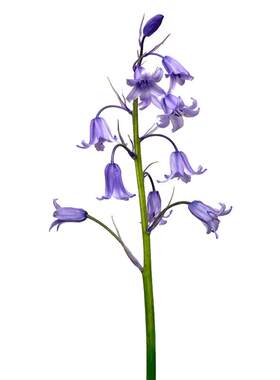 虹越蓝铃花种球耐寒多年生