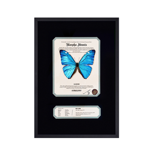 原创安东尼斯闪蝶真蝴蝶标本小众定制蝴蝶艺术品生日送礼节日礼物