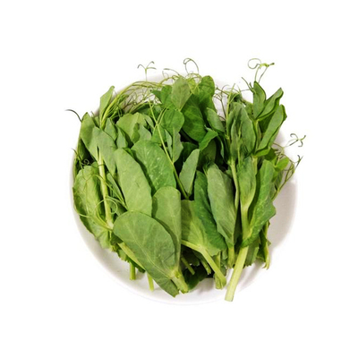 苗种无须豌豆尖四川田园阳台盆栽