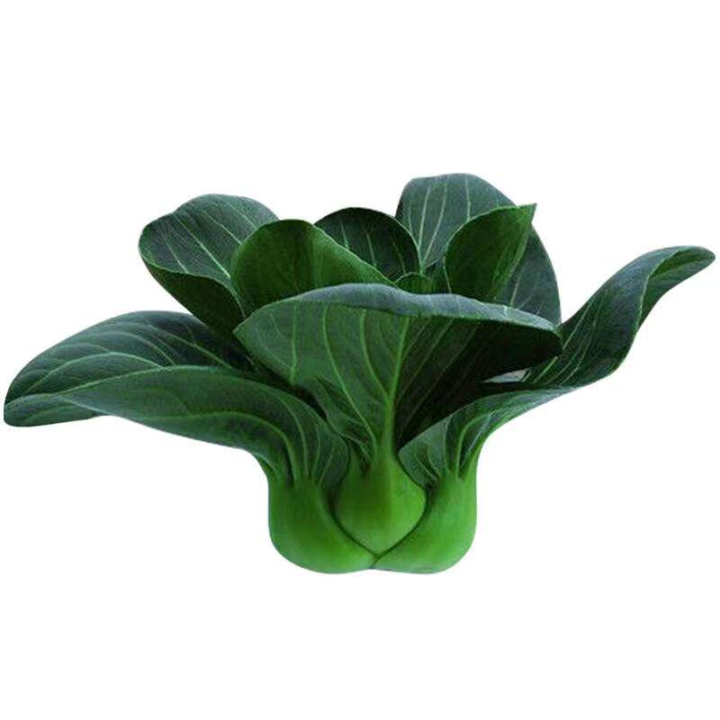 矮脚苏州青秧苗上海青菜秋冬蔬菜