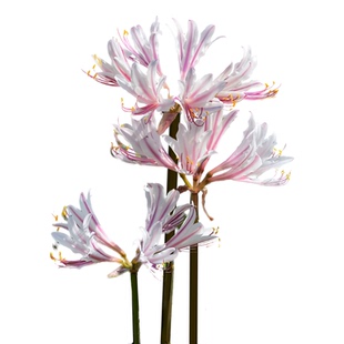 粉白色彼岸花宽瓣香石蒜曼珠沙华球根盆栽水培植物容易活秋季开花