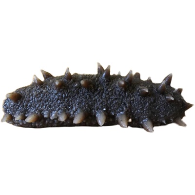 猛子海参长岛淡干刺参深海淡干