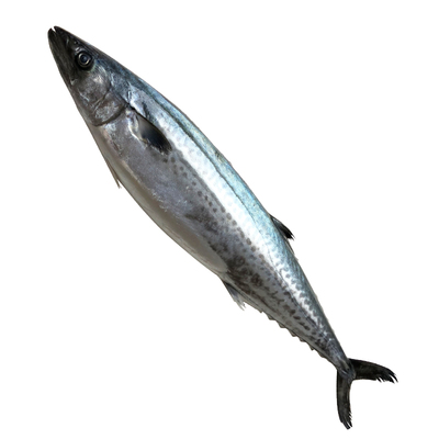 25斤内可选青岛特大鲅鱼马鲛鱼