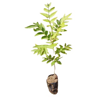 无患子树苗耐寒木患子小苗鬼见愁洗手果肥皂绿化庭院黄金风水树