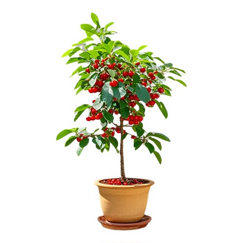 樱桃树苗中华小樱桃车厘子嫁接南北方庭院种植盆栽地栽当年结果