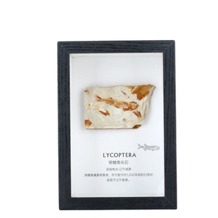 古生物化石标本天然三叶虫化石狼鳍鱼化石原石框摆件科普收藏礼物