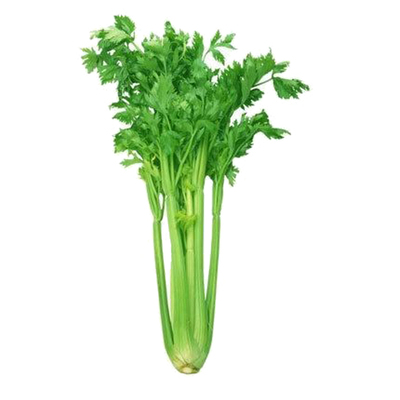四季小香芹种子苗芹菜西芹农家