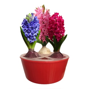 风信子种球荷兰进口对版秋冬盆栽土培水培四季耐寒大球花卉绿植花