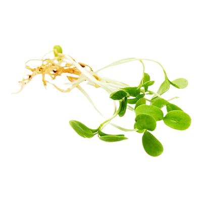 新鲜采摘香椿苗嫩头现采发货价优