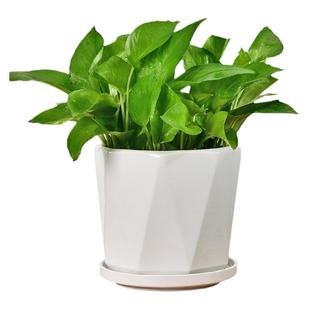 花盆陶瓷大号家用吊兰绿萝蝴蝶兰发财树三角梅君子兰文竹花盆家用