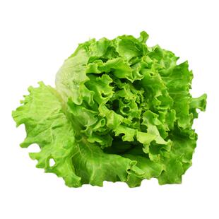 新鲜罗莎绿500g 绿叶生菜花叶散叶生菜罗沙绿 西餐蔬菜沙拉食材
