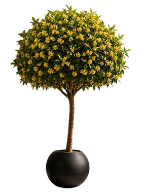 【不活包补】6A级桂花树四季开花