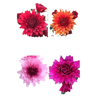 菊花盆栽多年生重瓣四季荷兰菊室内阳台庭院耐寒花卉带花苞菊花苗