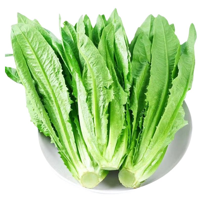 大棵油麦菜种子四季青菜种籽菜籽盆栽籽种菜苗秧苗春秋种孑米香