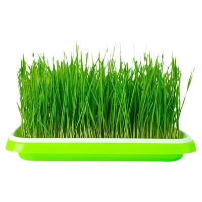 兔子小麦草水培荷兰猪龙猫新鲜