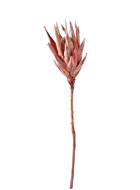 菩提花南非进口帝王花海神花