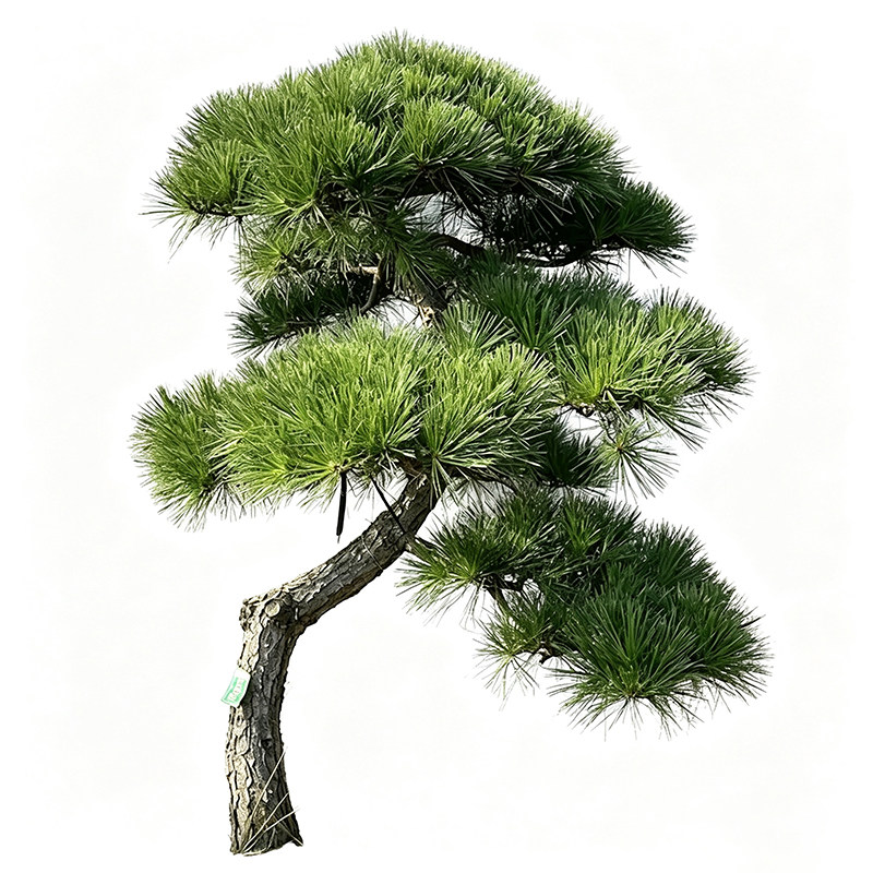 迎客松四季常青造型黑松包成活