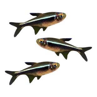 黑莲灯鱼黑灯管小型观赏鱼草缸黑灯活体淡水群游黑莲灯鱼霓虹灯鱼