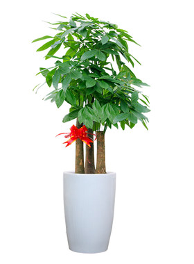 开业乔迁步步高发财树绿植送到家