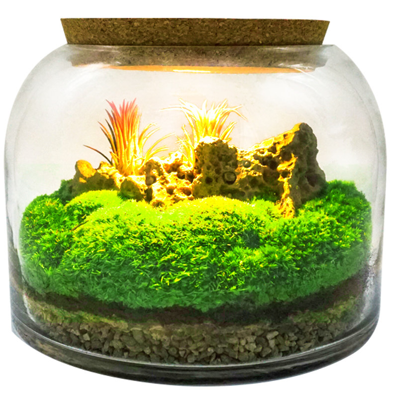 青苔苔藓微景观生态瓶玻璃缸闷养
