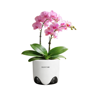 美莳蝴蝶兰专用花盆控根兰花单只水苔换盆栽水培器皿透气双层套盆