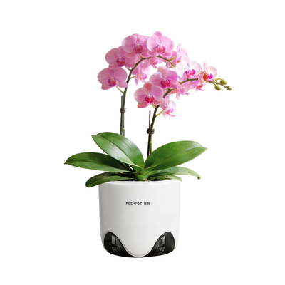 【专利设计】双层蝴蝶兰专用花盆