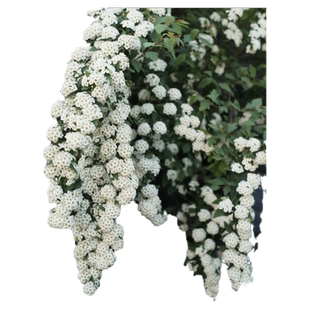 菱叶绣线菊八重小手球喷雪花盆栽珍珠梅耐寒耐热开花多植物可切花