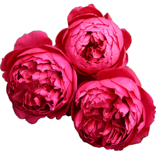 天狼月季 秋日胭脂 大花浓香多季切花月季大型灌木花店玫瑰