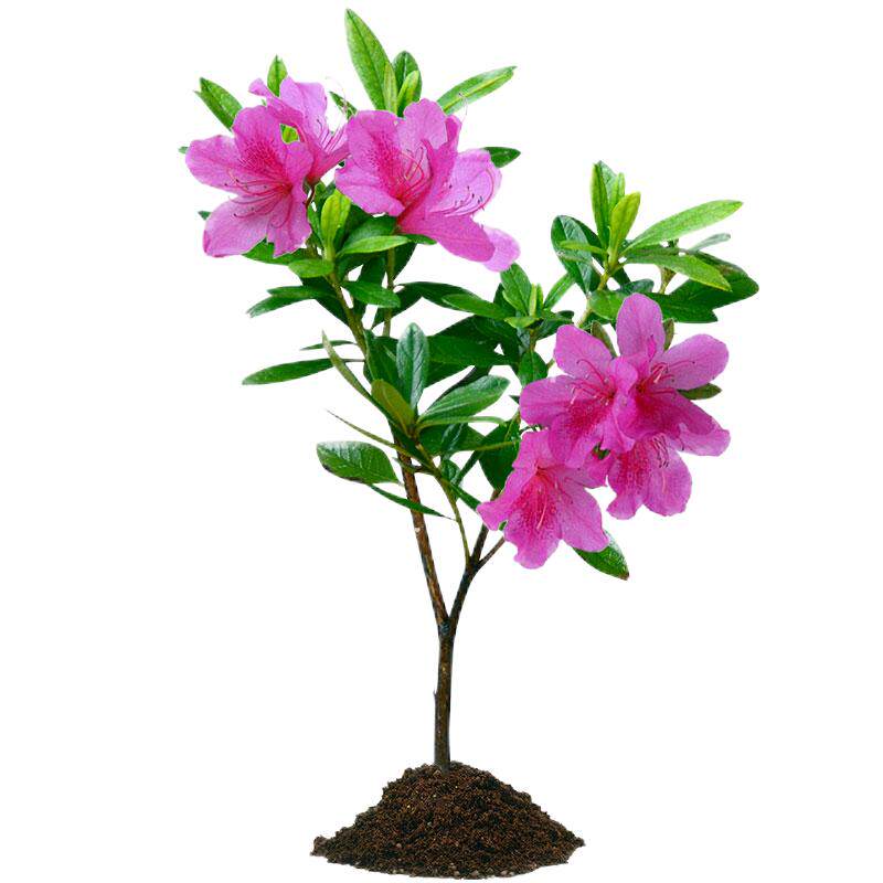 杜鹃花苗树苗四季常青庭院园林绿化苗木花园植物耐寒春鹃基地直发