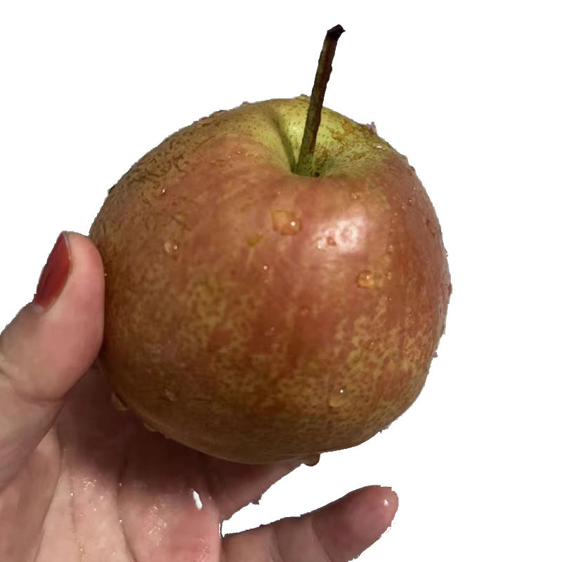 水果新鲜整箱正宗山西隰县玉露香梨当季梨子山西隰县发货