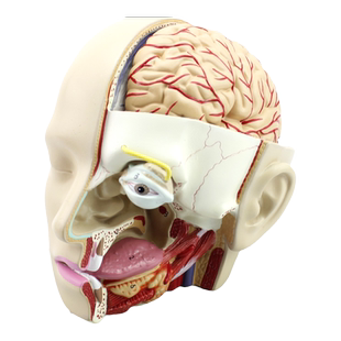 ENOVO颐诺人体医学颅脑结构模型 头舌腮部硬脑膜大脑结构矢状窦脑廉模型颅内结构口腔耳鼻咽喉神经外科标本