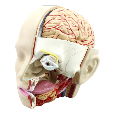 ENOVO颐诺人体医学颅脑结构模型