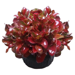 无菌杯水草植物鱼缸造景坨草前景草后景草净化水自带营养入缸成景