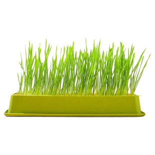 鹦鹉草食用鸟草盒啃咬草发芽粮饲料水培种子大麦虎皮牡丹玄凤零食