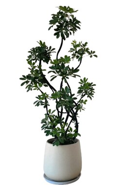 【当天发货】鸭脚木客厅大盆栽