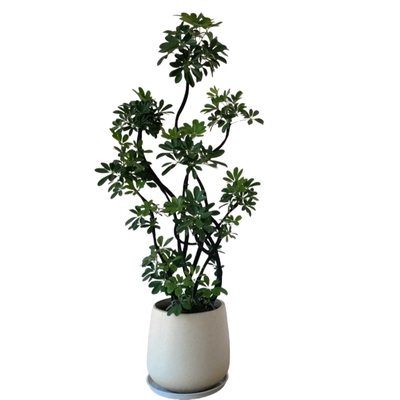 【当天发货】鸭脚木客厅大盆栽