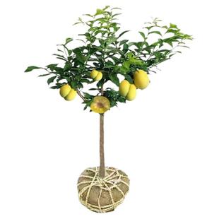 蜂糖李子树苗嫁接特大晚熟脱骨青脆李子果树苗南北方种三华李树苗