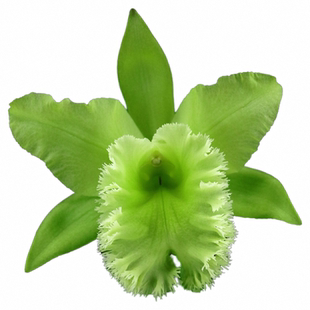 番茄雅韵堂Rlc.Fringle Benefits 绿天使大花卡特兰花洋兰清香