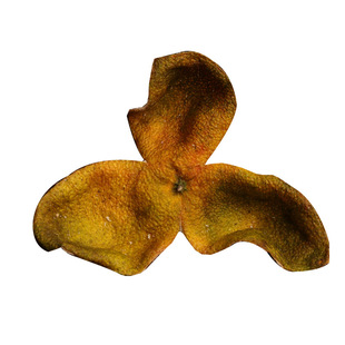 2023年梅江塞口围微红新皮老树二红陈皮干日晒干仓花香新会陈皮