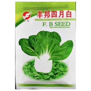 丰邦四月白青菜种子耐抽苔宽白梗小青菜白菜菜秧鸡毛菜籽20克/袋