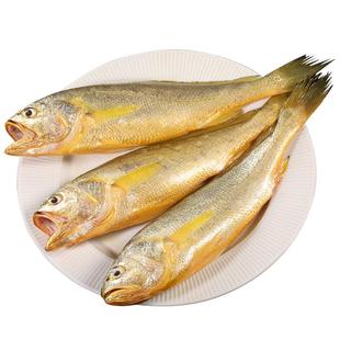 舟山野生大黄鱼2斤新鲜海捕黄花鱼黄鱼东海深海捕捞中号小黄鱼