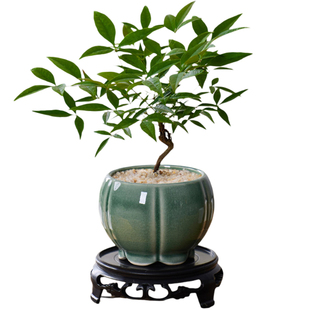 南天竹盆栽室内办公室茶桌绿植高级感客厅中式禅意好养活四季植物