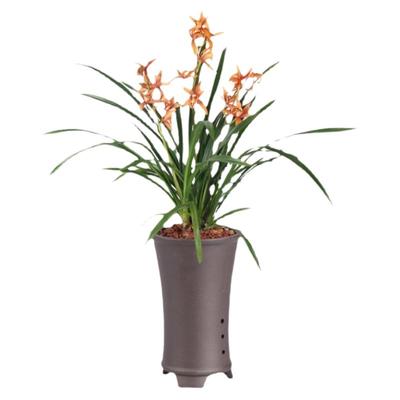 兰花苗东方美人浓香阳台绿植