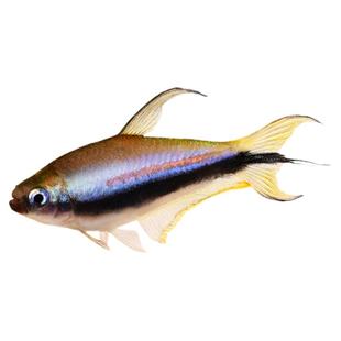 帝王灯鱼南美小型热带鱼淡水观赏鱼草缸群游黄金帝王黑帝王灯活体