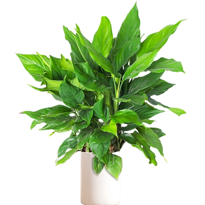 万年青绿植盆栽大叶室内绿箩萝客厅大盆栽办公室广东植物四季常青