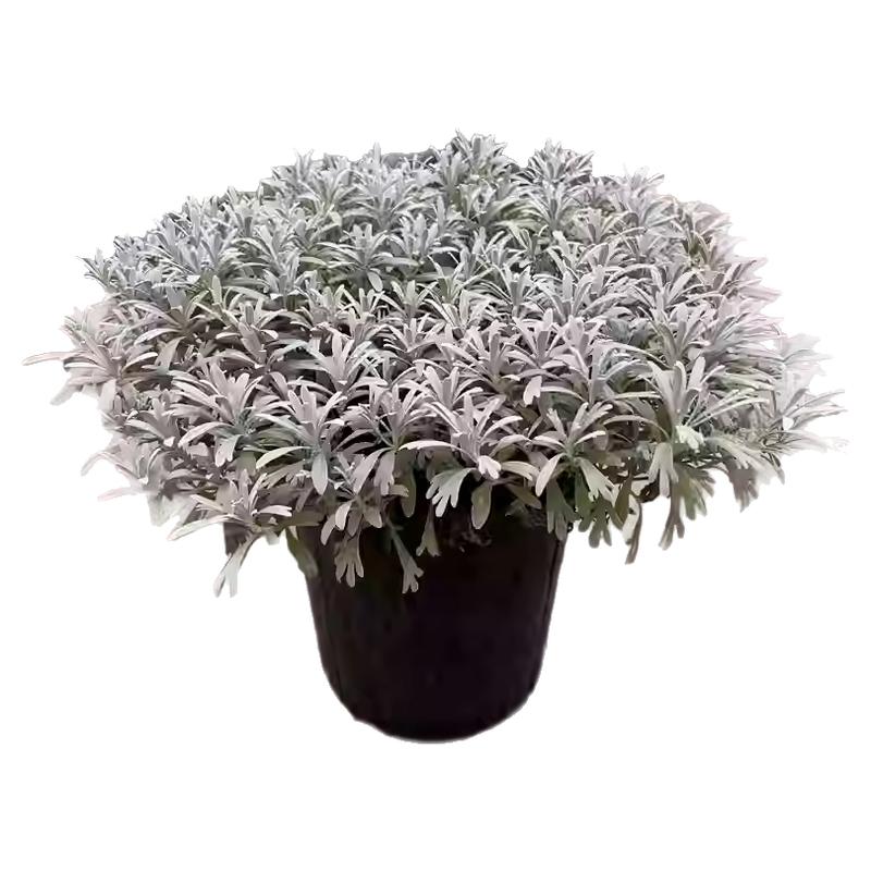 银叶菊芙蓉菊盆栽花苗菊花阳台庭院赛车手羽叶耐热耐寒花境植物